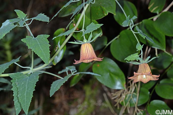 Canarina canariensis & Semele gayae