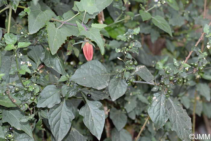 Canarina canariensis & Solanum nigrum