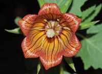 Canarina canariensis