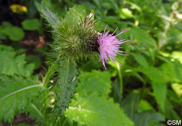 Carduus clavulatus