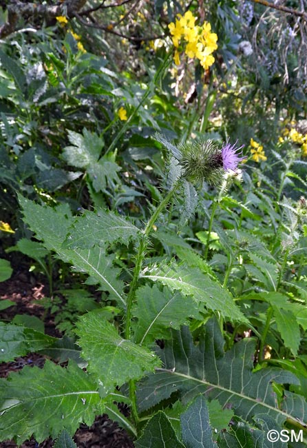 Carduus clavulatus & Ranunculus cortusifolius