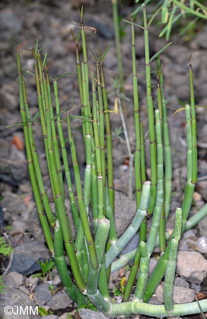 Ceropegia dichotoma