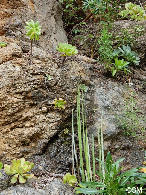 Ceropegia dichotoma & Aeonium sp.