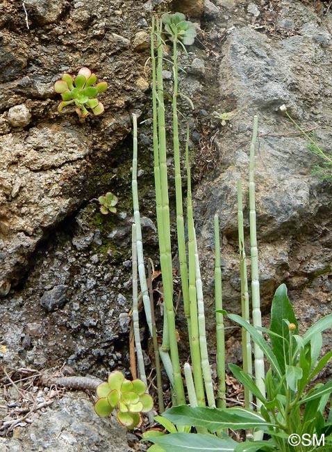 Ceropegia dichotoma & Aeonium sp.