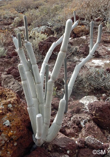 Ceropegia fusca