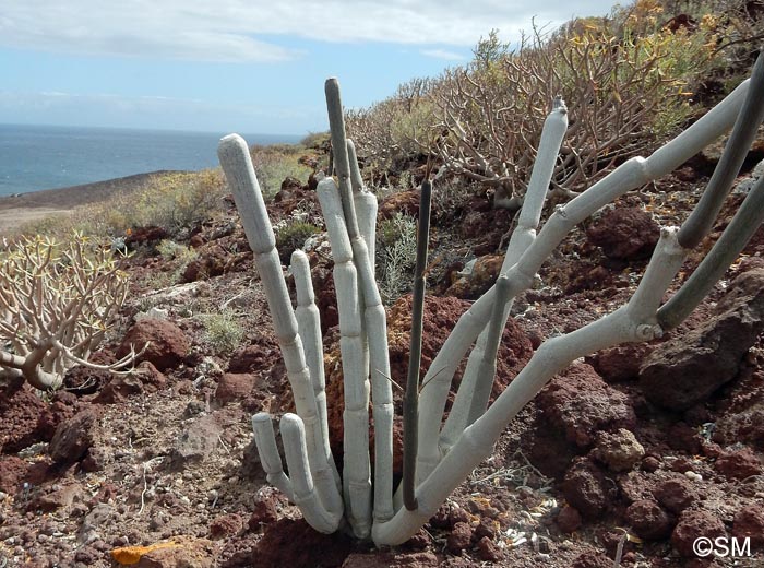 Ceropegia fusca