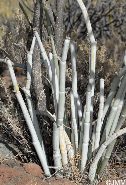 Ceropegia fusca