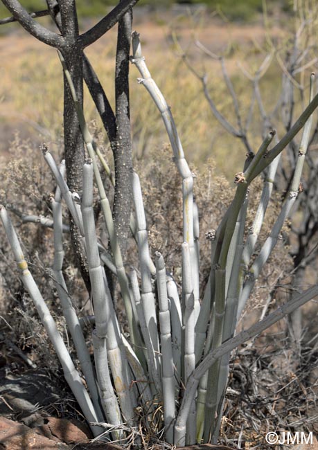 Ceropegia fusca