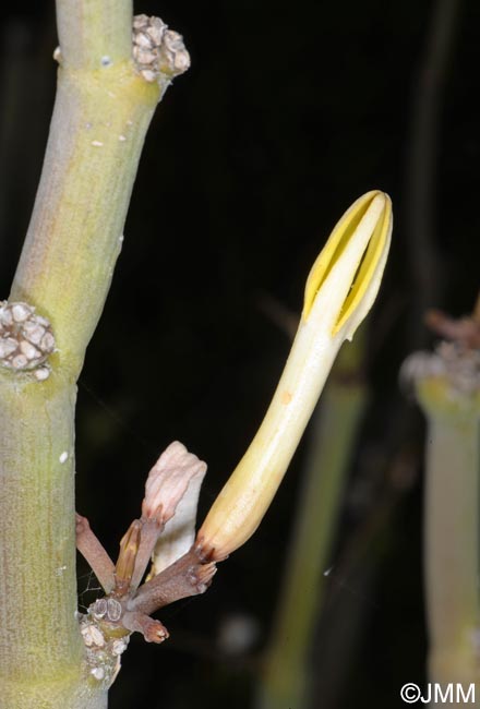 Ceropegia krainzii