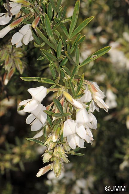 Chamaecytisus proliferus