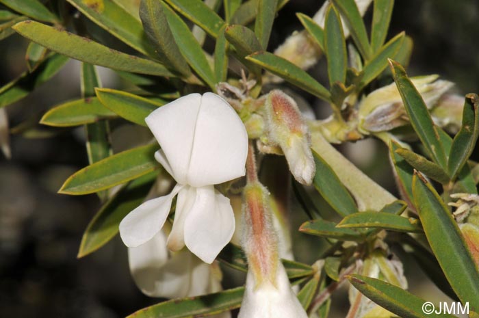 Chamaecytisus proliferus