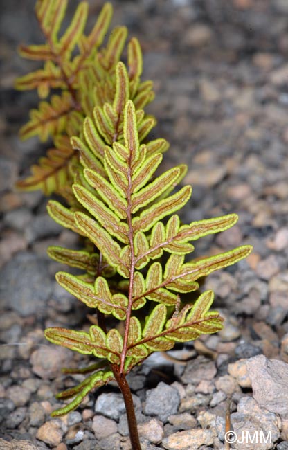 Cheilanthes pulchella : face infrieure des feuilles