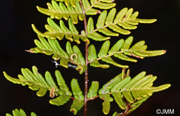 Cheilanthes pulchella