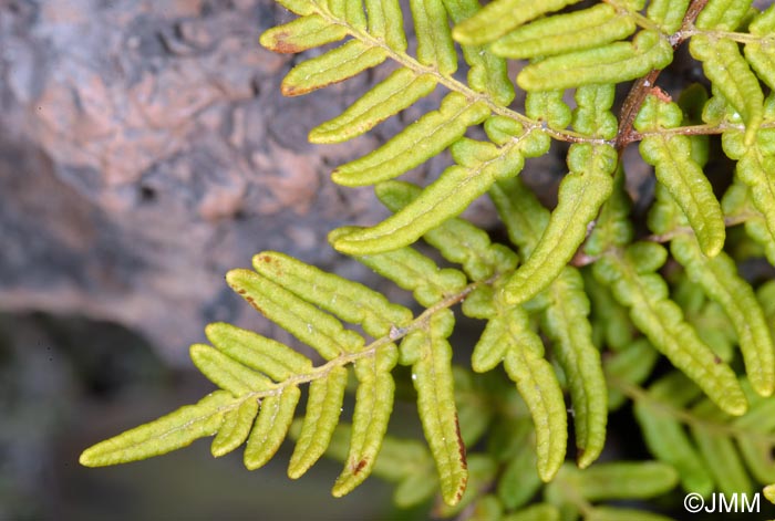 Cheilanthes pulchella