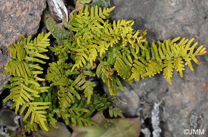 Cheilanthes pulchella