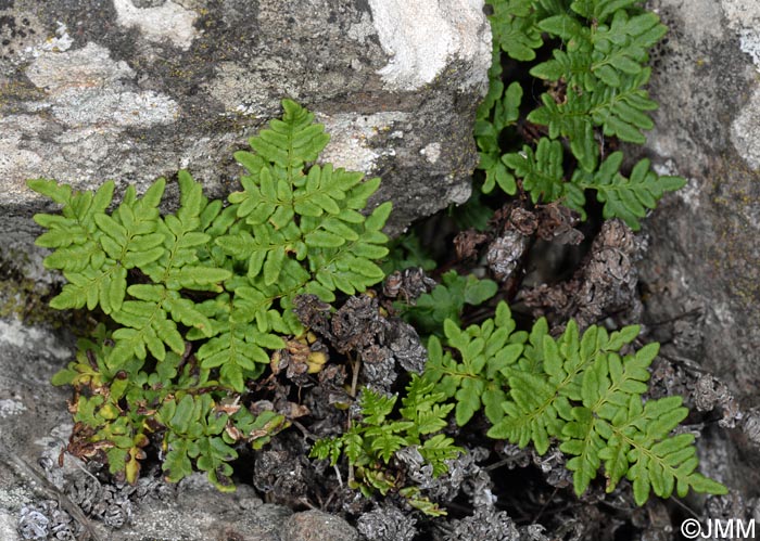 Cheilanthes pulchella = Allosorus fragilis