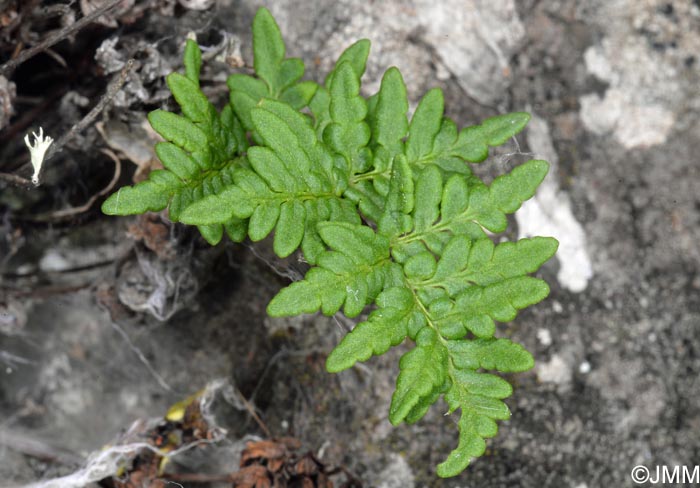 Cheilanthes pulchella = Allosorus fragilis