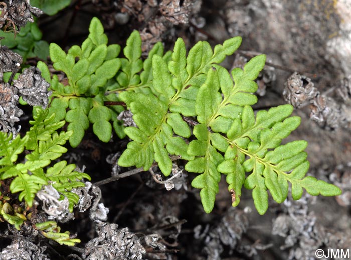 Cheilanthes pulchella = Allosorus fragilis