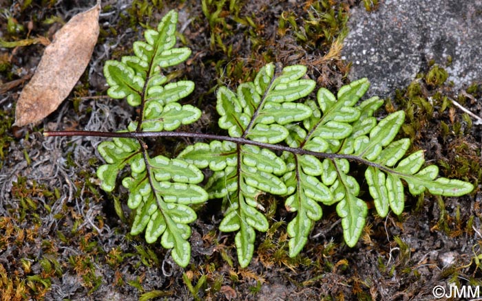 Cheilanthes pulchella = Allosorus fragilis