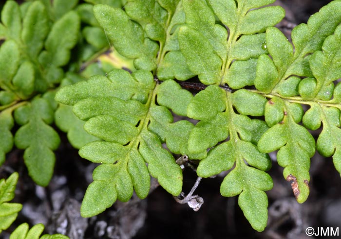 Cheilanthes pulchella = Allosorus fragilis