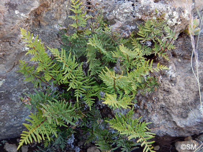 Cheilanthes pulchella