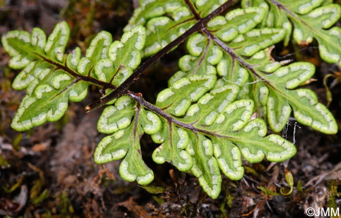 Cheilanthes pulchella = Allosorus fragilis