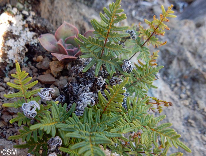 Cheilanthes pulchella