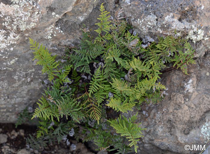 Cheilanthes pulchella