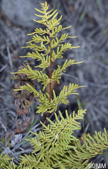 Cheilanthes pulchella