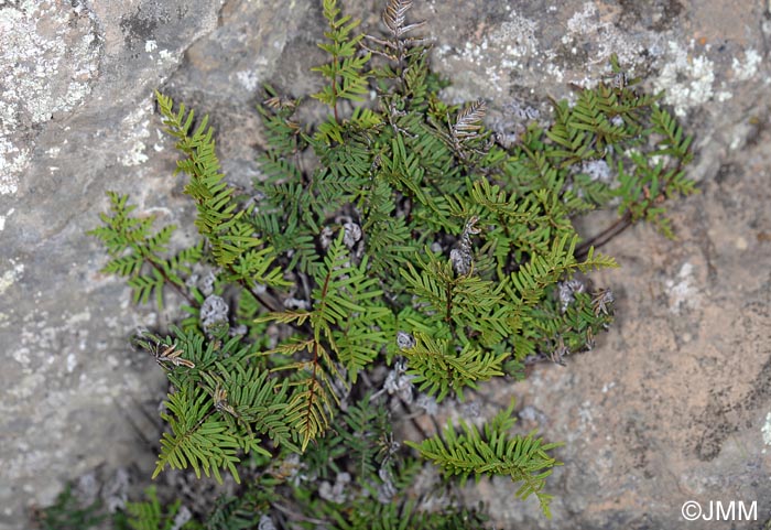 Cheilanthes pulchella