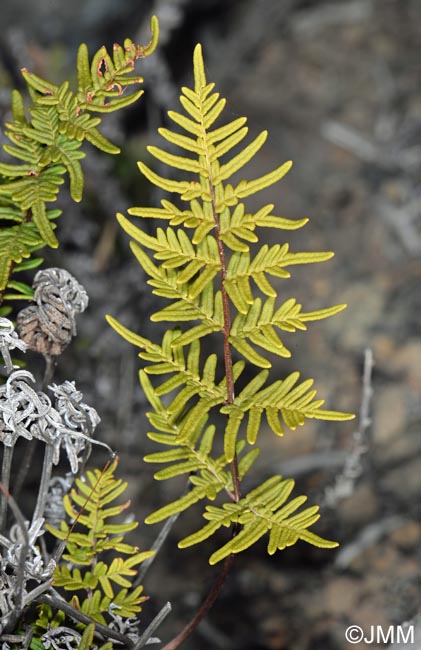 Cheilanthes pulchella