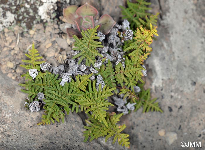 Cheilanthes pulchella