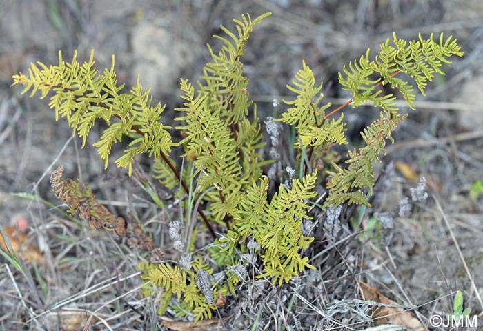 Cheilanthes pulchella