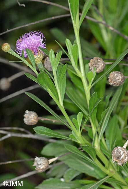 Cheirolophus burchardii