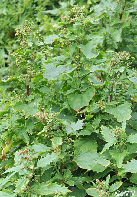 Chenopodiastrum murale = Chenopodium murale