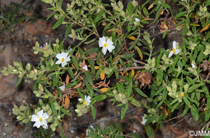 Cistus grancanariae