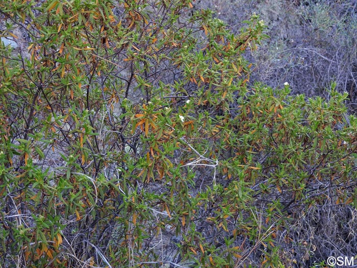 Cistus grancanariae