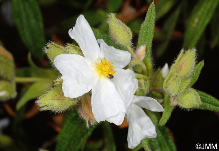 Cistus grancanariae