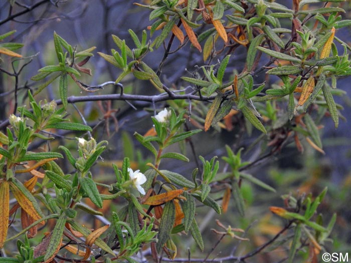 Cistus grancanariae