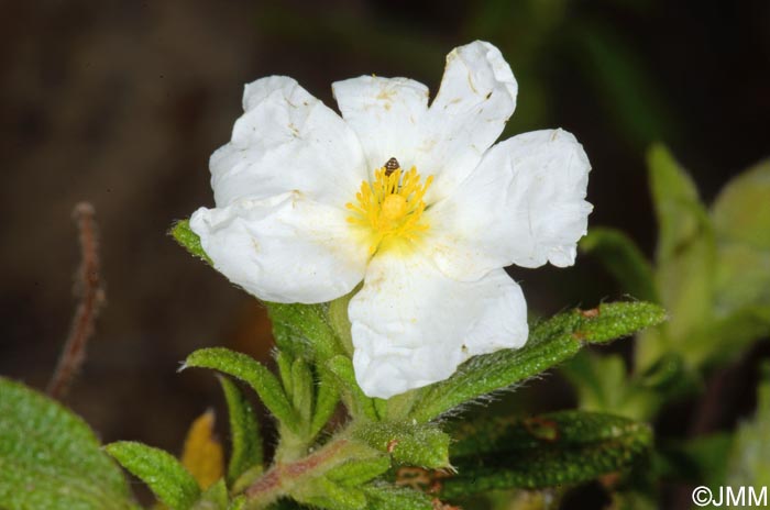 Cistus grancanariae