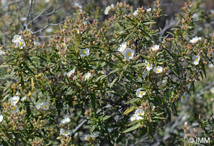 Cistus monspeliensis