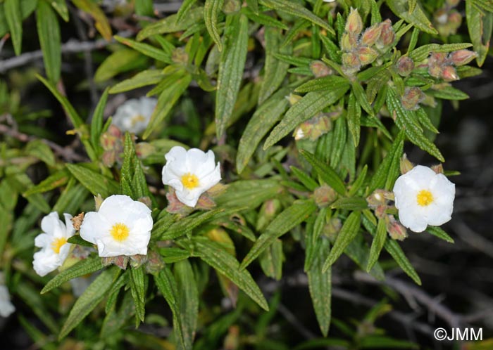 Cistus monspeliensis