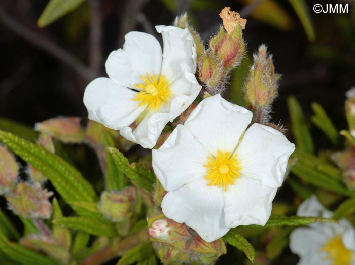 Cistus monspeliensis