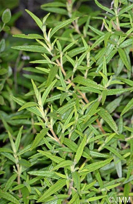 Cistus monspeliensis