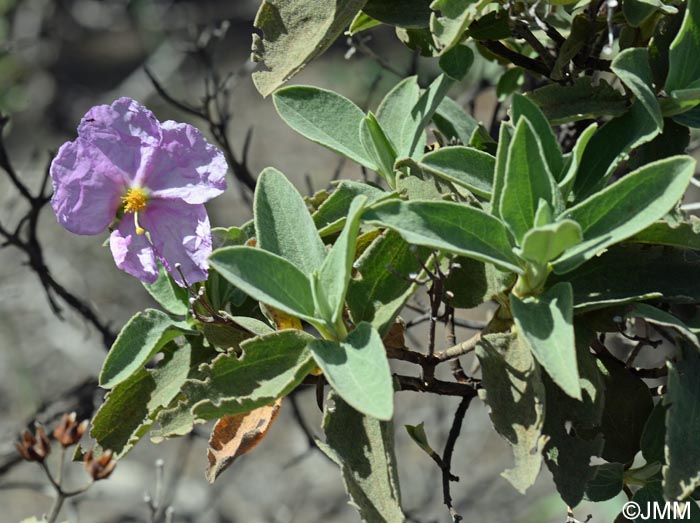 Cistus ocreatus