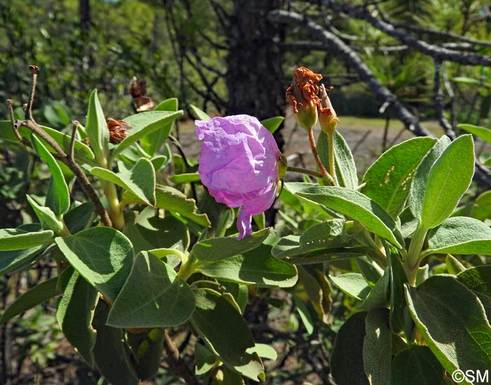 Cistus ocreatus