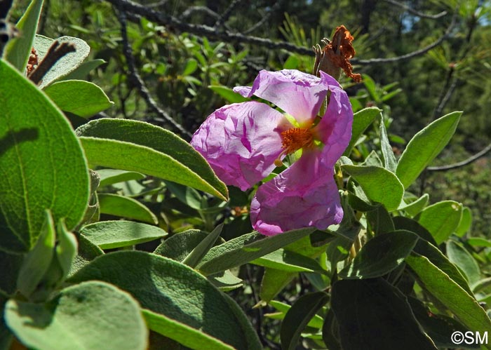 Cistus ocreatus