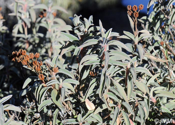 Cistus osbeckiifolius