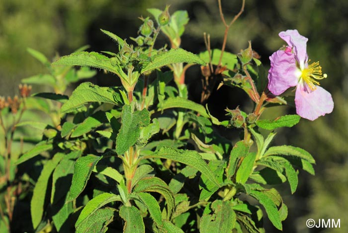 Cistus symphytifolius