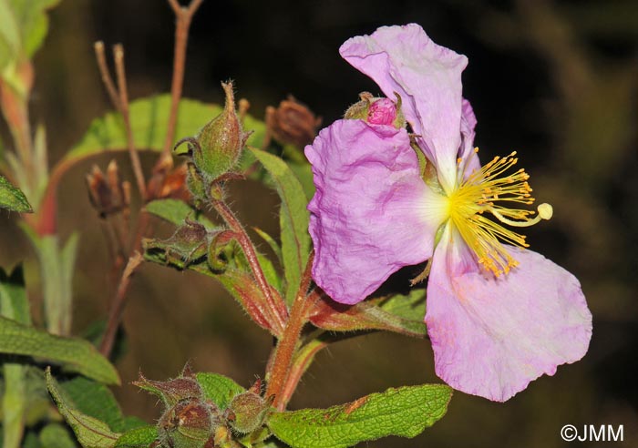 Cistus symphytifolius